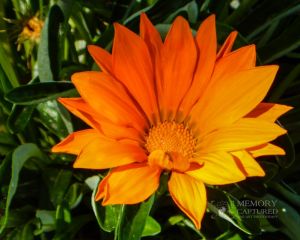 ethan orange flower-c63.jpg